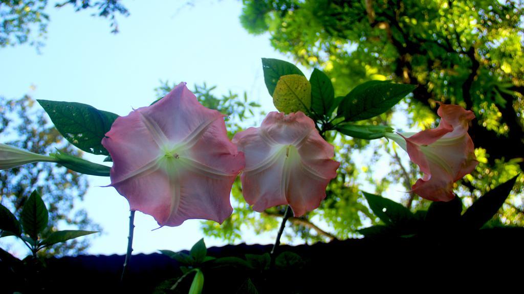 Hakuna Matata Hostel Cahuita Luaran gambar